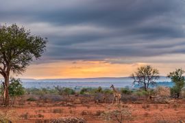 Lais Puzzle - Goldener Sonnenaufgang im afrikanischen Busch. Giraffe beim Spaziergang in wunderschöner Landschaft und dramatisch buntem Himmel. Krüger-Nationalpark, berühmtes Reiseziel in Südafrika - 2.000 Teile