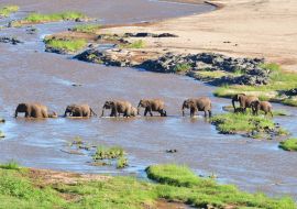 Lais Puzzle - Elefant beim Überqueren des Olifant-Flusses im Krüger-Nationalpark in Südafrika - 1.000 Teile
