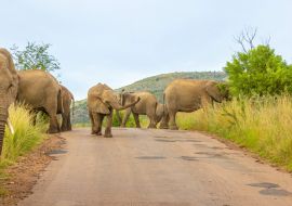 Lais Puzzle - Elefanten (Loxodonta Africana) auf der Straße im Pilanesberg National Park, Südafrika - 1.000 Teile