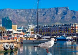 Lais Puzzle - Möwe im Hafen von Kapstadt mit dem Tafelberg im Hintergrund, Kapstadt Stadt, Südafrika - 1.000 Teile