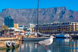 Lais Puzzle - Möwe im Hafen von Kapstadt mit dem Tafelberg im Hintergrund, Kapstadt Stadt, Südafrika - 2.000 Teile