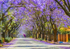 Lais Puzzle - Violettblaue Jacaranda mimosifolia blüht in Johannesburg und Pretoria im Frühling im Oktober in Südafrika - 1.000 Teile