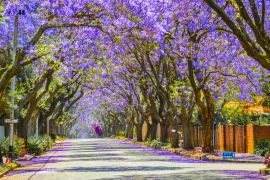 Lais Puzzle - Violettblaue Jacaranda mimosifolia blüht in Johannesburg und Pretoria im Frühling im Oktober in Südafrika - 2.000 Teile