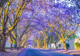 Lais Puzzle - Violettblaue Jacaranda mimosifolia blüht in den Straßen von Johannesburg im Frühling im Oktober in Südafrika - 1.000 Teile
