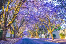 Lais Puzzle - Violettblaue Jacaranda mimosifolia blüht in den Straßen von Johannesburg im Frühling im Oktober in Südafrika - 2.000 Teile