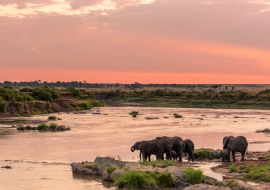 Lais Puzzle - Afrikanischer Busch-Elefant oder Afrikanischer Elefant (Loxodonta africana) beim Überqueren des Mara-Flusses. Serengeti-Nationalpark. Tansania - 1.000 Teile
