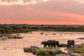 Lais Puzzle - Afrikanischer Busch-Elefant oder Afrikanischer Elefant (Loxodonta africana) beim Überqueren des Mara-Flusses. Serengeti-Nationalpark. Tansania - 2.000 Teile
