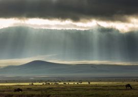 Lais Puzzle - Landschaft mit einer Gruppe von Gnus (Antilopen) inmitten des Ngorongoro-Parks mit schönen Lichtstrahlen im Hintergrund. Tansania - 1.000 Teile