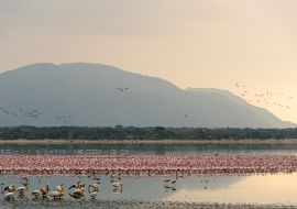 Lais Puzzle - Flamingos versammeln sich in der Morgendämmerung im Manyara-See, Tansania - 1.000 Teile