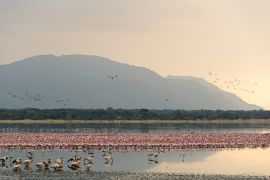 Lais Puzzle - Flamingos versammeln sich in der Morgendämmerung im Manyara-See, Tansania - 2.000 Teile