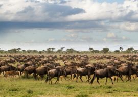 Lais Puzzle - Gnus während der großen Wanderung im Serengeti-Nationalpark im Mai - der nassen und grünen Jahreszeit - in Tansania - 1.000 Teile