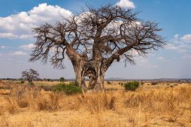 Lais Puzzle - Großer Baobab-Baum mit Loch im Stamm - Tansania - 2.000 Teile