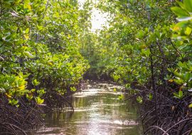 Lais Puzzle - Mangrovenbaum am Meer auf der Insel Sansibar, Tansania, Afrika - 1.000 Teile