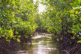 Lais Puzzle - Mangrovenbaum am Meer auf der Insel Sansibar, Tansania, Afrika - 2.000 Teile