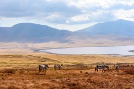 Lais Puzzle - Pirschfahrt mit Safari-Auto im Serengeti-Nationalpark in schöner Landschaftskulisse, Tansania, Afrika - 2.000 Teile