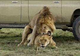 Lais Puzzle - Löwen paaren sich im Schatten eines Safarifahrzeugs an einem heißen Tag in Ndutu, im Ngorongoro-Schutzgebiet in Tansania - 1.000 Teile