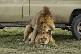 Lais Puzzle - Löwen paaren sich im Schatten eines Safarifahrzeugs an einem heißen Tag in Ndutu, im Ngorongoro-Schutzgebiet in Tansania - 2.000 Teile