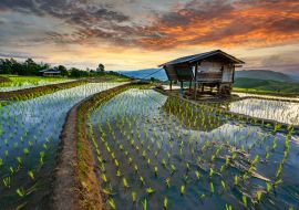 Lais Puzzle - Reisterrasse Reisfeld in Thailand, Pa-pong-peang Reisterrasse Nordthailand - 1.000 Teile