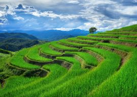 Lais Puzzle - Reisterrasse in Ban pa bong piang in Chiang mai - 1.000 Teile