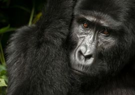 Lais Puzzle - Berggorilla (Gorilla beringei beringei). Bwindi Impenetrable Forest. Uganda - 1.000 Teile