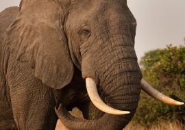 Lais Puzzle - Elefantenbulle im QE-Nationalpark, Uganda - 1.000 Teile