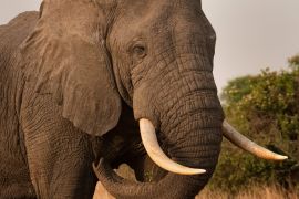 Lais Puzzle - Elefantenbulle im QE-Nationalpark, Uganda - 2.000 Teile