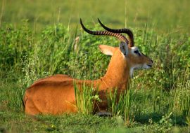 Lais Puzzle - Ugandische Antilope, die sich im Murchison Falls NP, Uganda, umsieht - 1.000 Teile