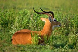 Lais Puzzle - Ugandische Antilope, die sich im Murchison Falls NP, Uganda, umsieht - 2.000 Teile
