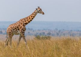 Lais Puzzle - Rothschild-Giraffe (Giraffa camelopardalis rothschildi), Murchison Falls National Park, Uganda - 1.000 Teile