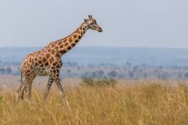 Lais Puzzle - Rothschild-Giraffe (Giraffa camelopardalis rothschildi), Murchison Falls National Park, Uganda - 2.000 Teile