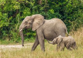 Lais Puzzle - Ein Elefantenweibchen mit ihrem Baby ( Loxodonta Africana) beim Spaziergang, Murchison Falls National Park, Uganda - 1.000 Teile