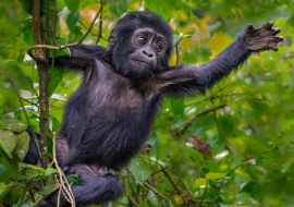 Lais Puzzle - Junger Berggorilla, Bwindi, Uganda - 1.000 Teile