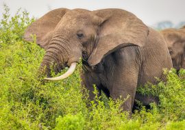 Lais Puzzle - Ein Elefant ( Loxodonta Africana) beim Fressen, Queen Elizabeth National Park, Uganda - 1.000 Teile