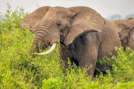 Lais Puzzle - Ein Elefant ( Loxodonta Africana) beim Fressen, Queen Elizabeth National Park, Uganda - 2.000 Teile