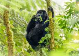 Lais Puzzle - Porträt eines Berggorillababys (Gorilla beringei beringei), Bwindi Impenetrable Forest National Park, Uganda - 1.000 Teile
