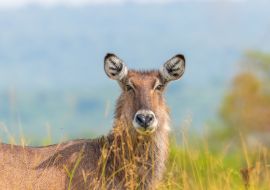 Lais Puzzle - Weiblicher Defassa-Wasserbock (Kobus ellipsiprymnus defassa), Lake Mburo National Park, Uganda - 1.000 Teile