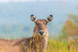Lais Puzzle - Weiblicher Defassa-Wasserbock (Kobus ellipsiprymnus defassa), Lake Mburo National Park, Uganda - 2.000 Teile