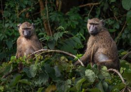 Lais Puzzle - Olivpavian - Papio anubis, großer Bodenprimat aus afrikanischen Büschen und Wäldern, Bale-Berge, Budongo-Wald, Uganda - 1.000 Teile