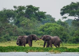 Lais Puzzle - Afrikanischer Buschelefant - Loxodonta africana, ikonisches Mitglied der afrikanischen Big Five, Murchison Falls, Uganda - 1.000 Teile