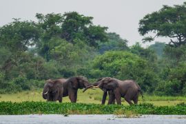 Lais Puzzle - Afrikanischer Buschelefant - Loxodonta africana, ikonisches Mitglied der afrikanischen Big Five, Murchison Falls, Uganda - 2.000 Teile