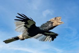 Lais Puzzle - Schwarz-Weiß-Hornvogel (Bycanistes subcylindricus), auch bekannt als Grauwangenhornvogel im Flug, Mpanga-Wald, Uganda - 2.000 Teile