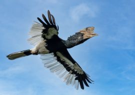 Lais Puzzle - Schwarz-Weiß-Hornvogel (Bycanistes subcylindricus), auch bekannt als Grauwangen-Hornvogel, im Flug, Mpanga-Wald, Uganda - 1.000 Teile