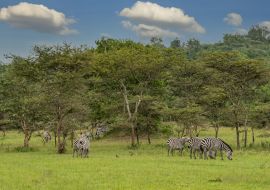 Lais Puzzle - Burchells-Zebras (Equus quagga burchellii), Lake Mburo National Park, Uganda - 1.000 Teile