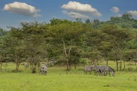 Lais Puzzle - Burchells-Zebras (Equus quagga burchellii), Lake Mburo National Park, Uganda - 2.000 Teile