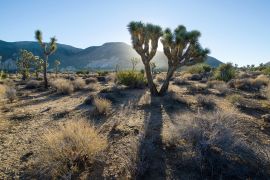 Lais Puzzle - Sonnenaufgang über dem Joshua Tree National Park in Kalifornien - 2.000 Teile