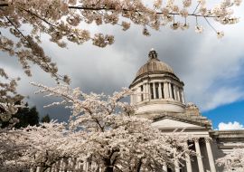 Lais Puzzle - Washington State Capital Building Olympia Kirschblüten im Frühling - 1.000 Teile