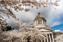 Lais Puzzle - Washington State Capital Building Olympia Kirschblüten im Frühling - 2.000 Teile