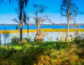 Lais Puzzle - Eine Sumpfzypresse entlang des Ufers des Lake Louisa in Florida - 40, 100, 200, 500, 1.000 & 2.000 Teile