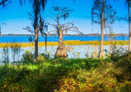 Lais Puzzle - Eine Sumpfzypresse entlang des Ufers des Lake Louisa in Florida - 1.000 Teile