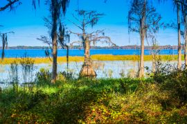 Lais Puzzle - Eine Sumpfzypresse entlang des Ufers des Lake Louisa in Florida - 2.000 Teile